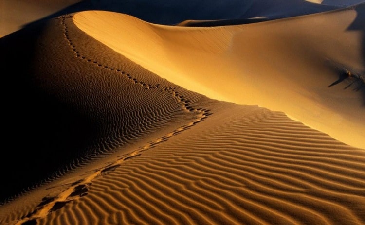 معرفی 10 مقصد سافاری در ایران + آدرس، جاذبهها و راهنمای کویرگردی 20 سافاری در ایران