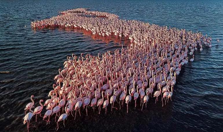 سافاری در ایران